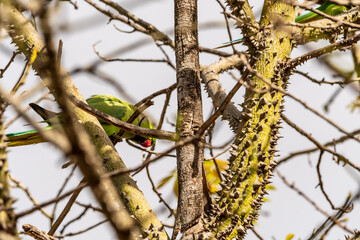 Psittacula krameri pertenece a la familia Psittaculidae.