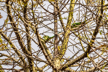 Psittacula krameri pertenece a la familia Psittaculidae.