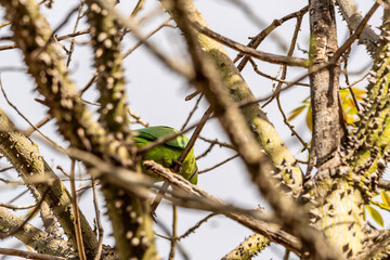 Psittacula krameri pertenece a la familia Psittaculidae.