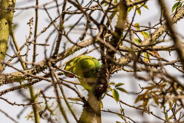 Psittacula krameri pertenece a la familia Psittaculidae.