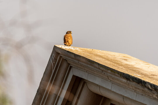 Falco tinnunculus pertenece a la familia Falconidae.