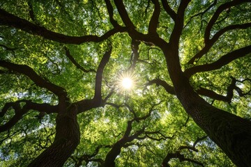 Sunlight Filtering Through Lush Green Tree Canopy, Capturing Nature's Beauty in a Serene Forest Setting with Intricate Branch Patterns
