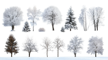 Set of different winter  Christmas trees covered with snow isolated on white background