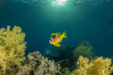 Clown-fish anemone-fish in the Red Sea Colorful and beautiful, Eilat Israel
