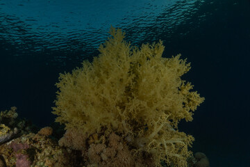 Coral reef and water plants in the Red Sea, Eilat Israel
