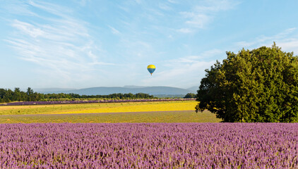 Lavender field with hot air balloon in provence