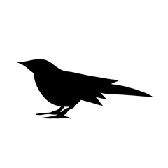 bird silhouettes vector

