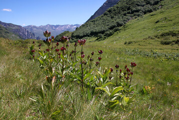 Purple gentian ( gentiana purpurea ) plants in bloom growing on a mountain meadow in the austrian Alps