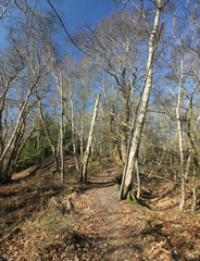 Queens Hill Costessey Norwich, United Kingdom, March 2, 2025. Views from Queens Hill Forest