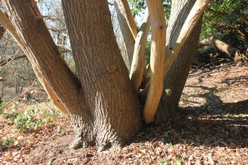 Queens Hill Costessey Norwich, United Kingdom, March 2, 2025. Views from Queens Hill Forest