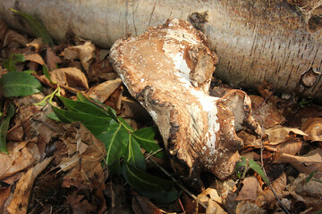 Queens Hill Costessey Norwich, United Kingdom, March 2, 2025. Views from Queens Hill Forest