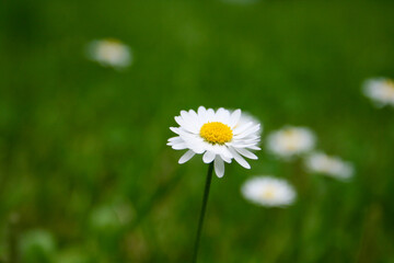 white daisy in the grass close-up