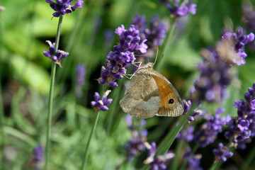 close-up of butterfly on lavender in a garden