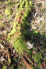 Queens Hill Costessey Norwich, United Kingdom, March 2, 2025. Views from Queens Hill Forest