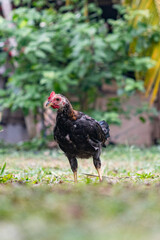 Philippine Native Chicken in a Natural Backyard Setting