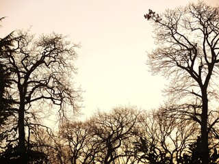 Silhouette d'arbres en hiver 