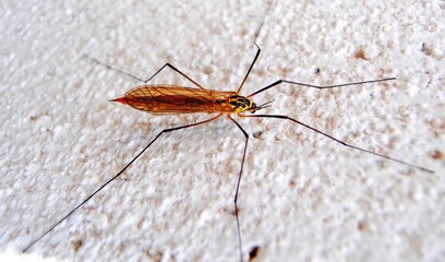 insecte sur mur blanc 