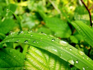 gouttes d'eau sur brin d'herbe 