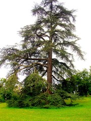 arbre dans un parc 