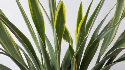 Obraz premium Close-up of vibrant green and yellow variegated leaves of a houseplant
