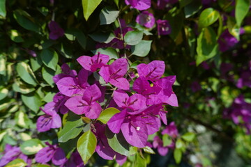 pink flowers in the garden