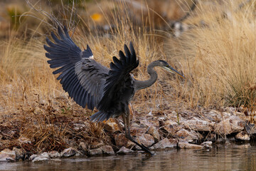 Great Blue Heron with wings spread and feathers ruffled at community park in Pima County, Arizona, United States