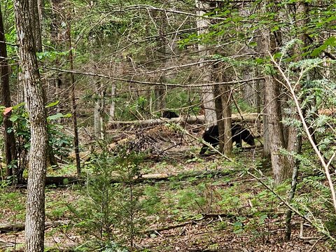 black bears in the woods
