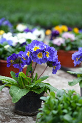 Flowering blue primrose on stem close-up.