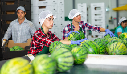Fototapeta premium Women working in vegetable processing factory, controlling process of peeling and washing of watermelons on conveyor belt of sorting production line