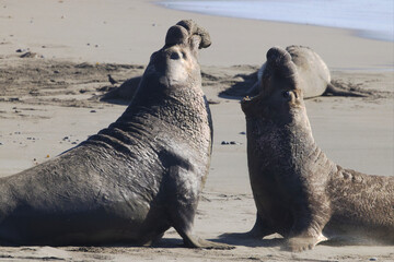 Adult Elephant Seal Bulls battle and roar at Piedras Blancas beach near San Simeon on the west coast of California, United States