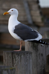Common Western Gull stands on wooden pier post at Morro Bay harbor in California, United States