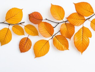 Obraz premium Vibrant autumn leaves arranged artistically on a clean white background