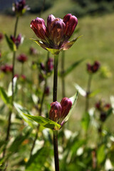 Purple gentian ( gentiana purpurea ) flower in bloom growing on a mountain meadow in the austrian Alps