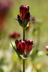 Purple gentian ( gentiana purpurea ) flower in bloom growing on a mountain meadow in the austrian Alps