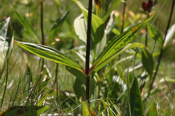 Purple gentian ( gentiana purpurea ) plant with two opposite leaves on a dark stem growing on a mountain meadow in the austrian Alps