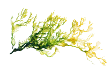 Delicate seaweed dances gracefully in the sunlight along the ocean floor at low tide isolated on transparent background