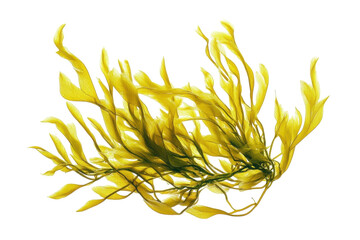 Lively strands of golden seaweed dance gracefully in the ocean currents at sunrise isolated on transparent background