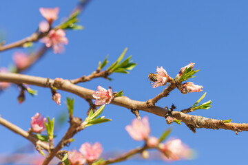 Soft pink peach blossoms bloom on slender branches against a vibrant blue sky.