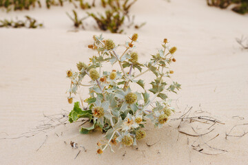 Small sea holly stands resilient in the sunlit sand.