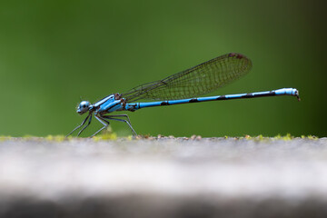 Damselfly