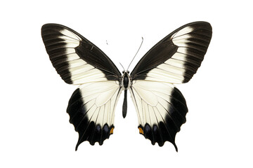 Black white butterfly isolated on transparent white background
