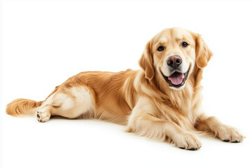 Golden retriever dog isolated on a solid background