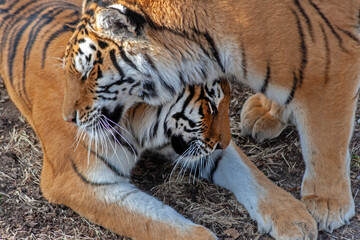 Tiger siblings showing affection 