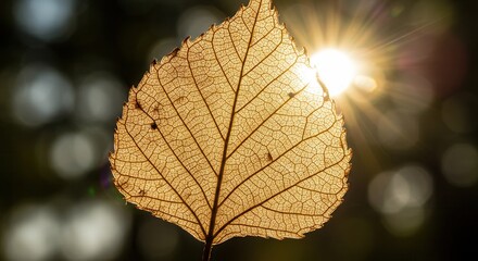 Obraz premium Backlit Leaf Veins Highlighted by Sunlight Creating Warm Autumnal Feel