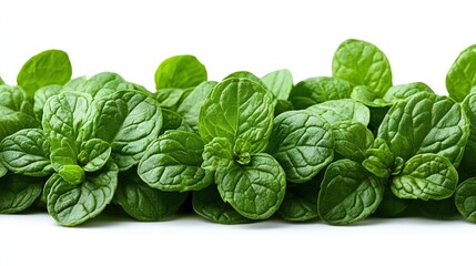 Fototapeta premium Fresh mint leaves arranged on white background