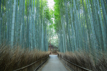 The Bamboo Forest, Arashiyama Bamboo Grove or Sagano Bamboo Forest, is a natural forest of bamboo in Arashiyama, Kyoto, Japan.	