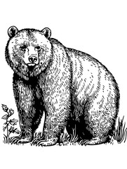 Detailed linocut illustration of a bear in a natural setting showcasing its features and surroundings,  on a transparent background