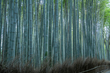 The Bamboo Forest, Arashiyama Bamboo Grove or Sagano Bamboo Forest, is a natural forest of bamboo in Arashiyama, Kyoto, Japan.	