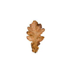 Fototapeta premium Autumn oak leaf Dry isolated on transparent background
