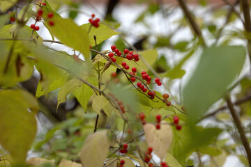 Red berries and yellow leaves on bush in Illinois
